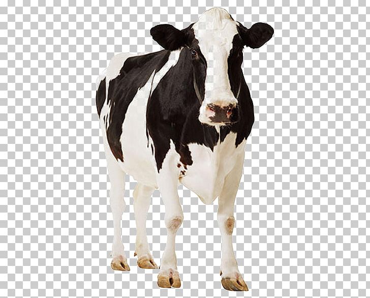 Holstein Friesian Cattle Standee Cardboard Dairy Farming Dairy Cattle PNG, Clipart, Calf, Cardboard, Cattle, Cattle Like Mammal, Cow Goat Family Free PNG Download