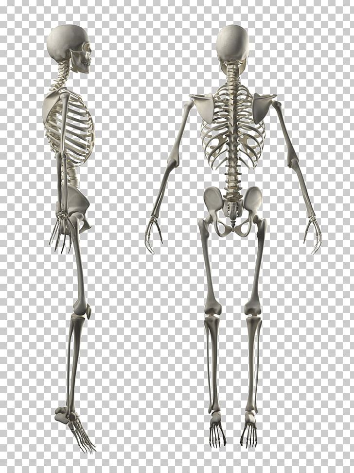 Human Skeleton Human Body Stock Photography Anatomy PNG, Clipart, Axial Skeleton, Background White, Black White, Bone, Drawing Free PNG Download
