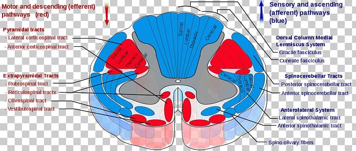 Spinal Cord Spinothalamic Tract Pyramidal Tracts Spinocerebellar Tract Spinal Nerve PNG, Clipart, Anatomy, Central Nervous System, Cerebral Cortex, Corticospinal Tract, Decussation Free PNG Download