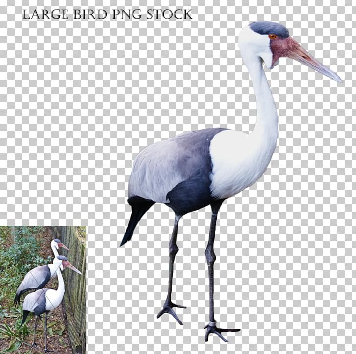 Bird Crane Stork Bald Eagle PNG, Clipart, Animal, Animals, Bald Eagle, Beak, Bird Free PNG Download