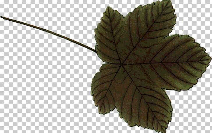Leaf Giclée Painting Printing Studio PNG, Clipart, Allposterscom, Giclee, Leaf, Painting, Plant Free PNG Download