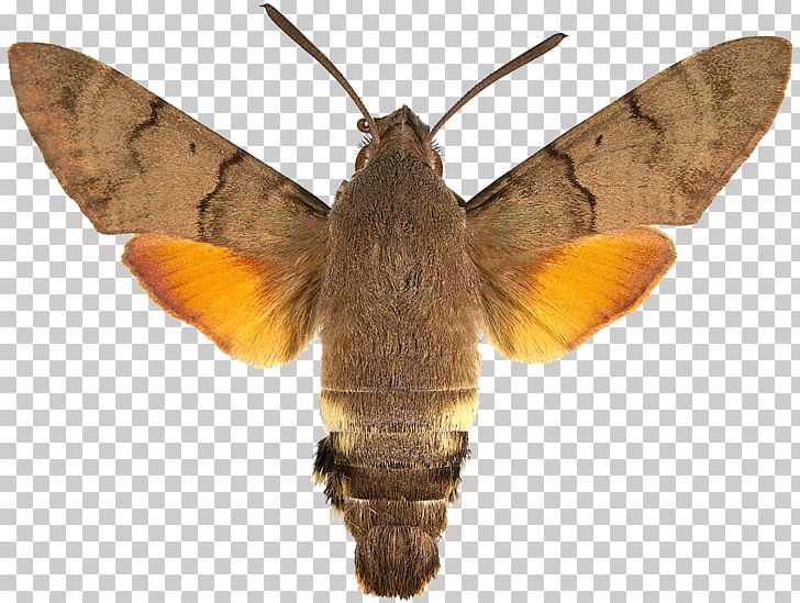 Hummingbird Hawk-moth Hippotion Celerio Butterfly Sphinx Ligustri PNG, Clipart, Arthropod, Bombycidae, Brush Footed Butterfly, Butterflies And Moths, Butterfly Free PNG Download