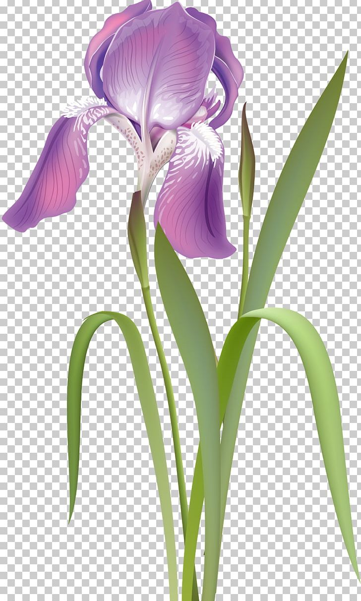 Irises Flower Plant Rhododendron PNG, Clipart, Collection, Cut Flowers, Drawing, Flower, Flowering Plant Free PNG Download