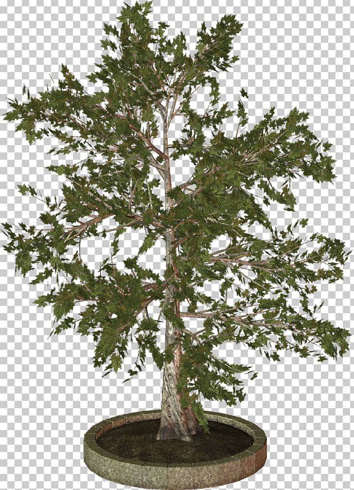 Treelet Woody Plant PNG, Clipart, Bonsai, Branch, Firtree, Houseplant, Nature Free PNG Download