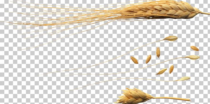 Wheat Ear Caryopsis Secale PNG, Clipart, Caryopsis, Cereal, Commodity, Digital Image, Ear Free PNG Download