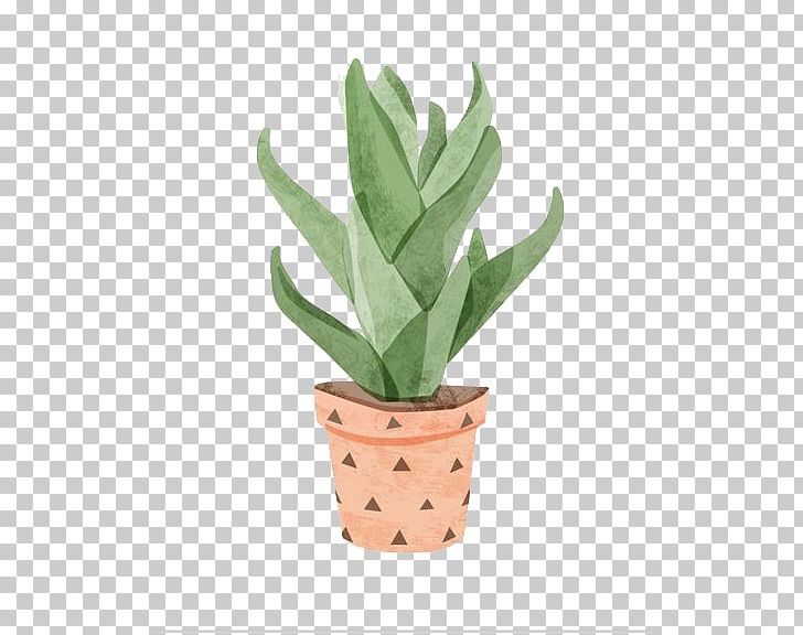 Aloe Vera Watercolor Painting Cactaceae Illustration PNG, Clipart, Aloe, Aloe Vera, Art, Barbary Fig, Cactaceae Free PNG Download