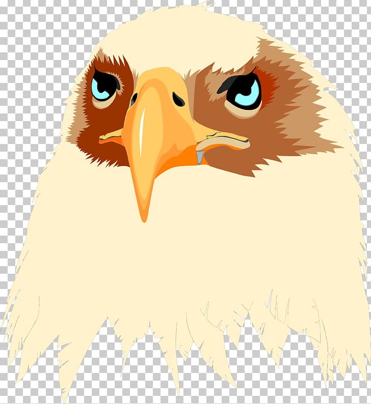 Bald Eagle T-shirt Bird Hoodie PNG, Clipart, Accipitriformes, Bald Eagle, Beak, Bird, Bird Of Prey Free PNG Download