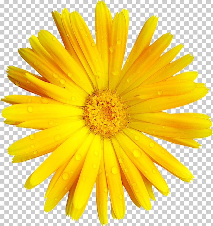 Flower Yellow Transvaal Daisy PNG, Clipart, Calendula, Chrysanths, Common Daisy, Daisy Family, Desktop Wallpaper Free PNG Download