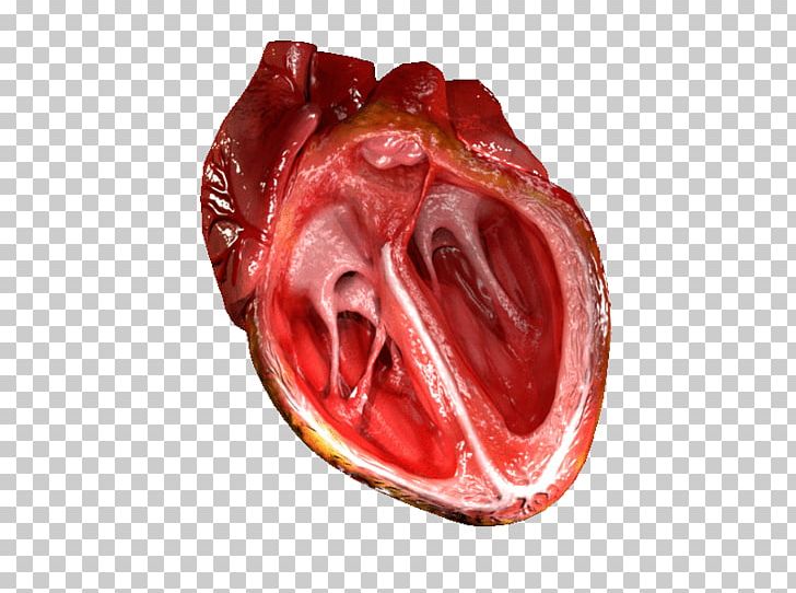 Heart Valve Ventricle Human Body Blood Vessel PNG, Clipart, Anatomy, Atrium, Blood, Blood Vessel, Cardiac Muscle Free PNG Download
