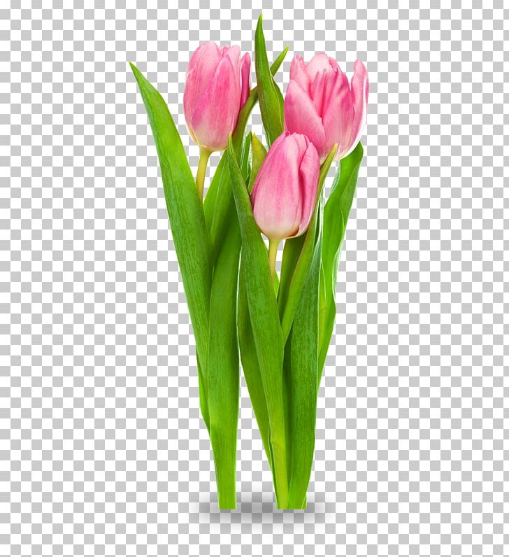 Indira Gandhi Memorial Tulip Garden Desktop PNG, Clipart, Crocus, Cut Flowers, Desktop Wallpaper, Floral Design, Floristry Free PNG Download
