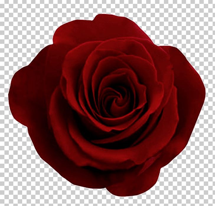 Rose Flower Ornament Motif PNG, Clipart, Centifolia Roses, China Rose, Cut Flowers, Floribunda, Flower Free PNG Download