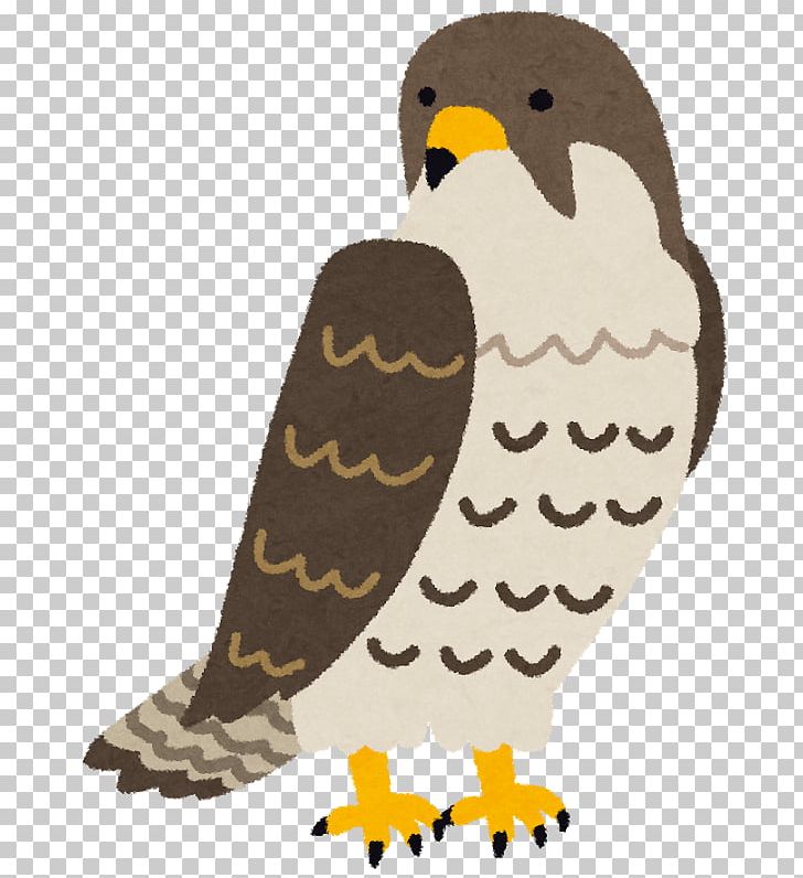 Cat 猪飼弓具店 Cocktail Peregrine Falcon Eye PNG, Clipart, Animal, Animals, Beak, Bird, Bird Of Prey Free PNG Download