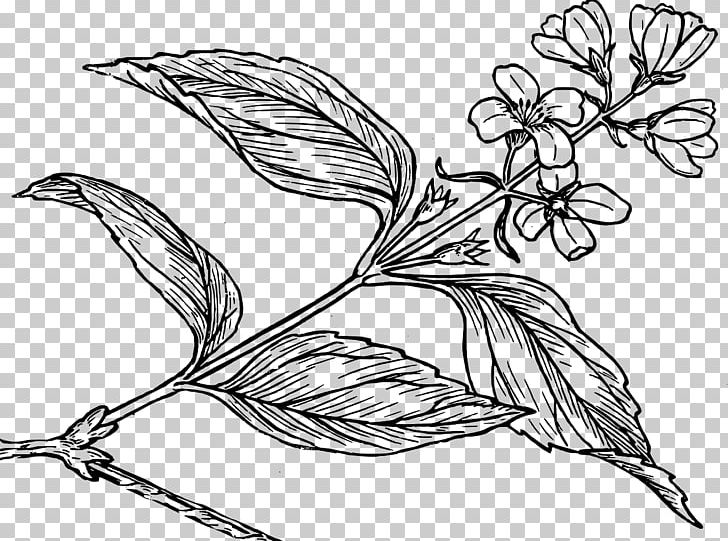 Coloring Book Drawing Flower PNG, Clipart,  Free PNG Download