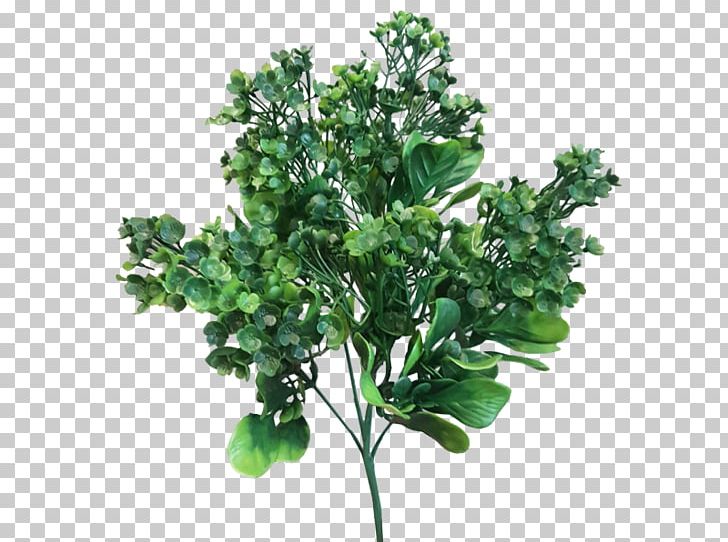 Leaf Branch Shrub Plant Stem Swiss Cheese Plant PNG, Clipart, Boat Orchid, Branch, Flower Bouquet, Herb, Leaf Free PNG Download