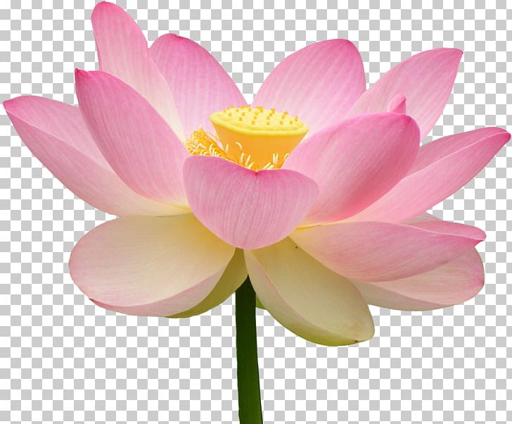 Nelumbo Nucifera Water Lilies Pink Plant PNG, Clipart, Aquatic Plant, Aquatic Plants, Blossom, Flower, Flowering Plant Free PNG Download