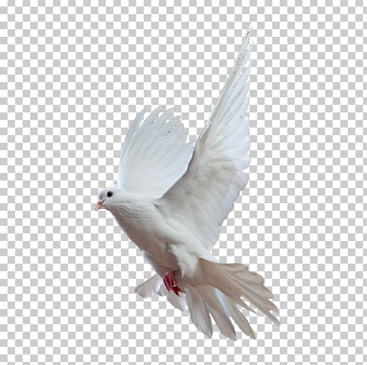Rock Dove Homing Pigeon Bird Columbidae Flight PNG, Clipart, Animals, Beak, Bird, Columbidae, Download Free PNG Download