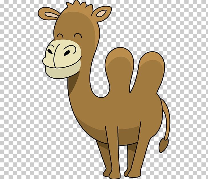 Dromedary Camel Face Cartoon PNG, Clipart, Animal, Animal Figure, Arabian Camel, Auma, Camel Free PNG Download