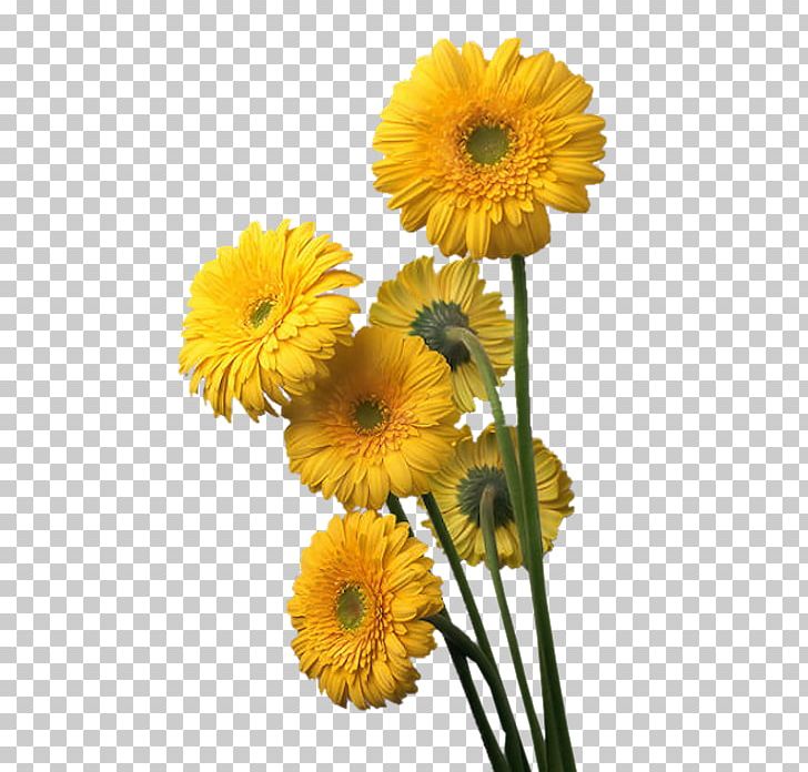 Transvaal Daisy Floristry Cut Flowers Petal PNG, Clipart, Annual Plant, Antwoord, Calendula, Chrysanthemum, Chrysanths Free PNG Download