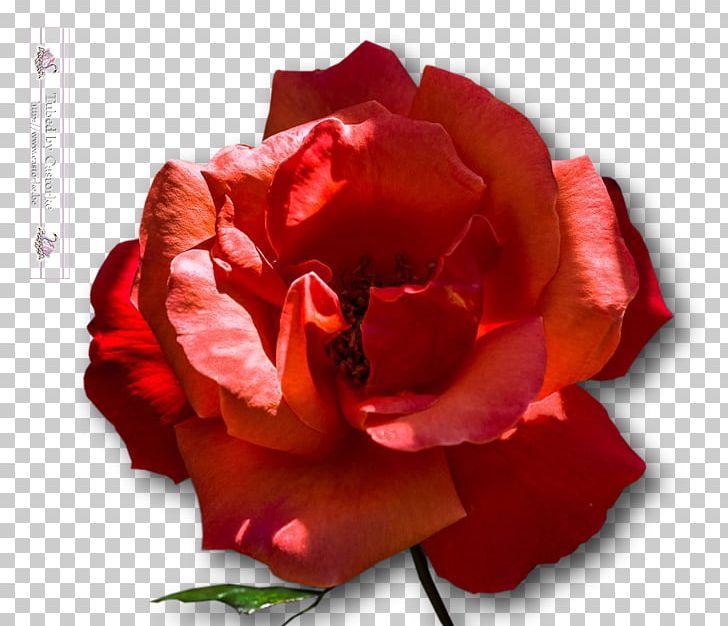 Garden Roses Cabbage Rose Floribunda Flower Petal PNG, Clipart, Amyotrophic Lateral Sclerosis, China Rose, Closeup, Cut Flowers, Floribunda Free PNG Download
