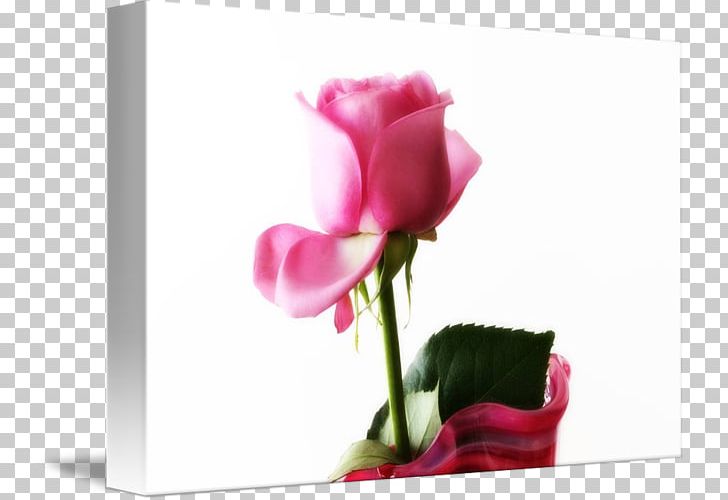 Garden Roses Floral Design Cut Flowers PNG, Clipart, Artificial Flower, Bud, Computer Wallpaper, Cut Flowers, Cyclamen Free PNG Download