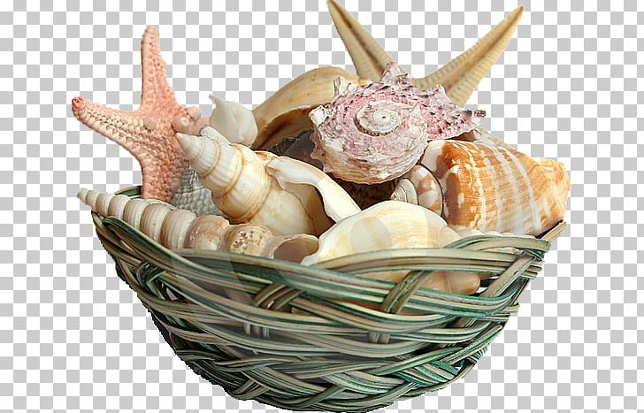 Seashell Shell Beach PNG, Clipart, Animals, Animal Source Foods, Basket, Beach, Bivalvia Free PNG Download