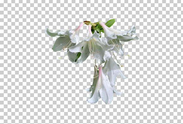 White PNG, Clipart, Artificial Flower, Background White, Black White, Blossom, Branch Free PNG Download