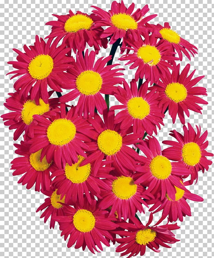 Cut Flowers Floral Design Floristry Petal PNG, Clipart, Annual Plant, Argyranthemum Frutescens, Aster, Camomile, Chrysanthemum Free PNG Download