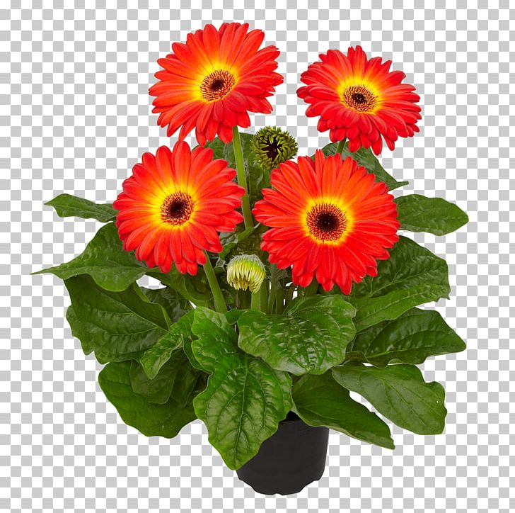 Cut Flowers Floral Design Floristry Transvaal Daisy PNG, Clipart, Annual Plant, Art, Common Daisy, Cut Flowers, Daisy Free PNG Download