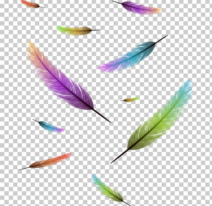 Feather PNG, Clipart, Animals, Art, Bird, Closeup, Desktop Wallpaper Free PNG Download