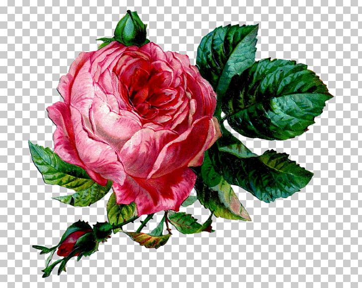 Flower Vintage Clothing Garden Roses PNG, Clipart, Abziehtattoo, Cut Flowers, Floribunda, Flower, Flowering Plant Free PNG Download