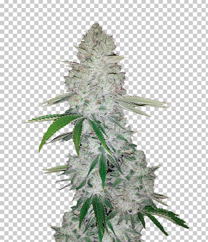 Gorilla Glue Autoflowering Cannabis Seed Cannabis Sativa PNG, Clipart, Autoflowering Cannabis, Cannabis, Cannabis Cultivation, Cannabis Sativa, Fastbuds Free PNG Download