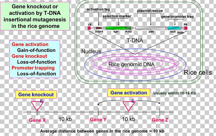 Transfer DNA Insertional Mutagenesis Gene Knockout PNG, Clipart, Area, Brand, Diagram, Dna, Document Free PNG Download