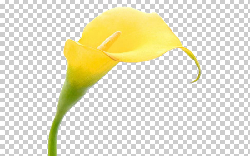 Yellow Arum Flower Plant Headgear PNG, Clipart, Alismatales, Anthurium, Arum, Arum Family, Flower Free PNG Download