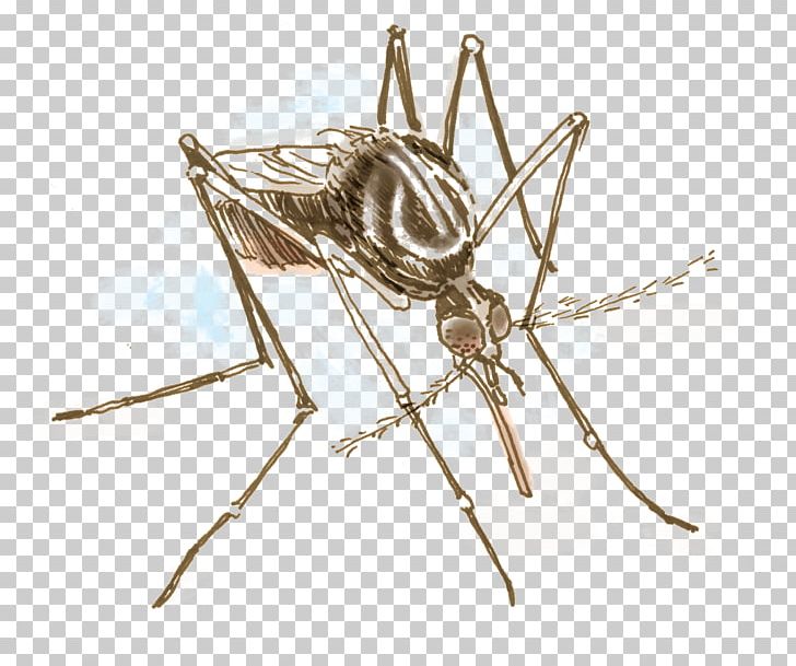 Aedes Albopictus Yellow Fever Mosquito Insect Invertebrate Ovitrap PNG, Clipart, Aedes, Aedes Albopictus, Arthropod, Dengue, Insect Free PNG Download