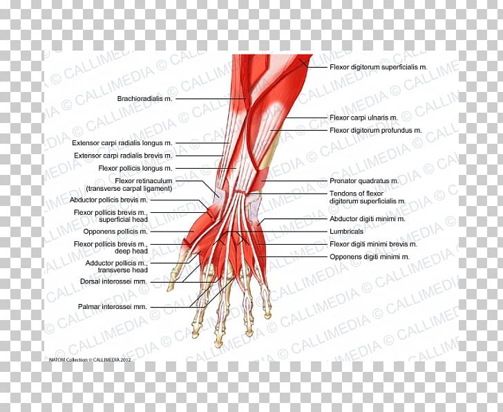 Anterior Compartment Of The Forearm Muscle Muscular System Anatomy PNG, Clipart, Anatomy, Arm, Cor, Diagram, Elbow Free PNG Download