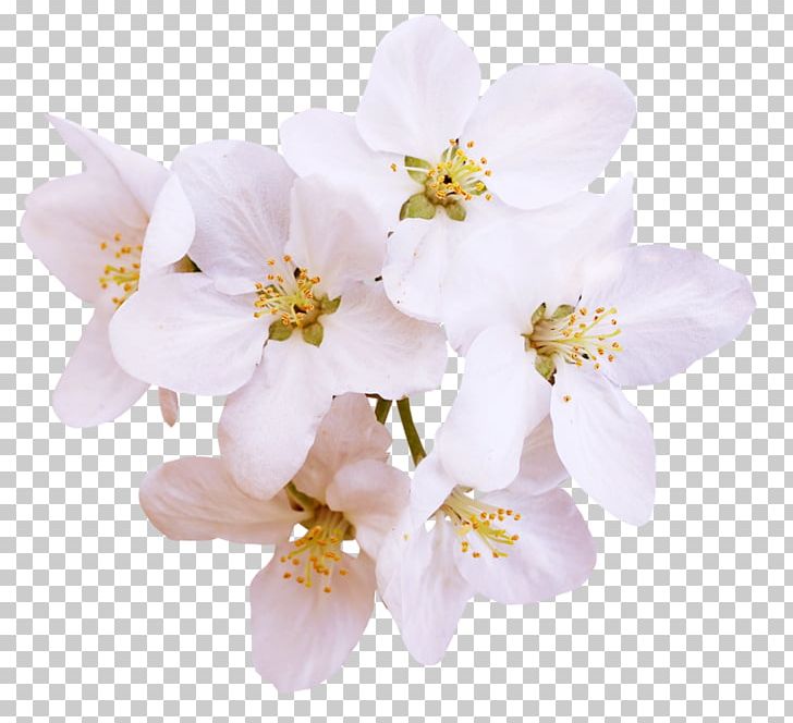 Blossom Ewha Womans University Pear PNG, Clipart, Background White, Black White, Blossom, Branch, Cherry Blossom Free PNG Download