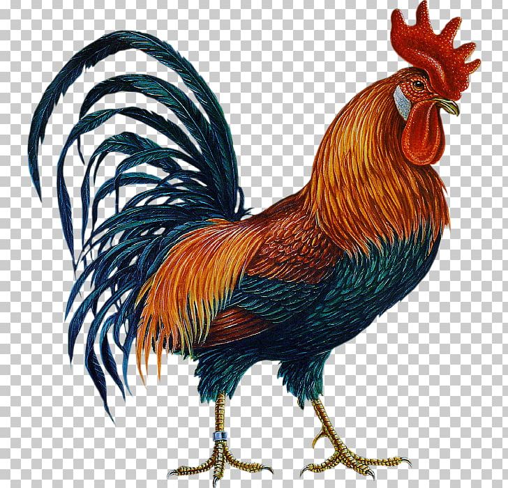 Brahma Chicken Rhode Island Red Leghorn Chicken Rooster PNG, Clipart, Beak, Bird, Chicken, Computer Icons, Encapsulated Postscript Free PNG Download