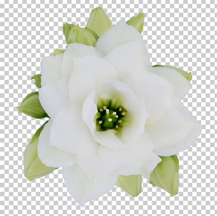 Cut Flowers Flower Bouquet Rose Family PNG, Clipart, Cape Jasmine, Cut Flowers, Family, Flower, Flower Bouquet Free PNG Download