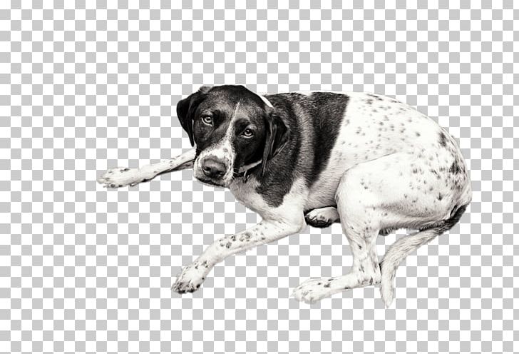 Dog Breed Old Danish Pointer Snout PNG, Clipart, Black And White, Breed, Carnivoran, Crossbreed, Dog Free PNG Download