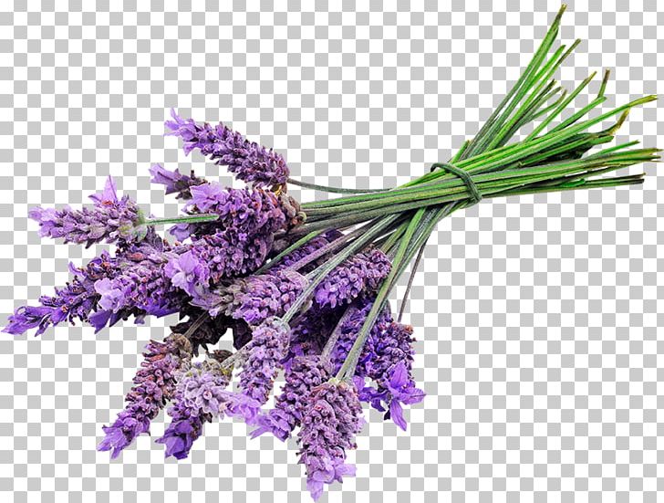 English Lavender Lavender Oil Lotion Essential Oil PNG, Clipart, Cosmetics, Doterra, English Lavender, Essential Oil, Flower Free PNG Download
