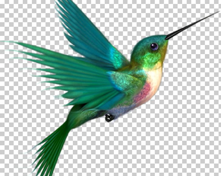 Hummingbird PNG, Clipart, Animals, Beak, Bird, Clip Art, Desktop Wallpaper Free PNG Download