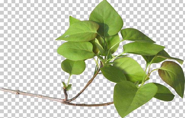 Rendering PNG, Clipart, 3d Computer Graphics, Animaatio, Architectural Rendering, Branch, Flower Free PNG Download