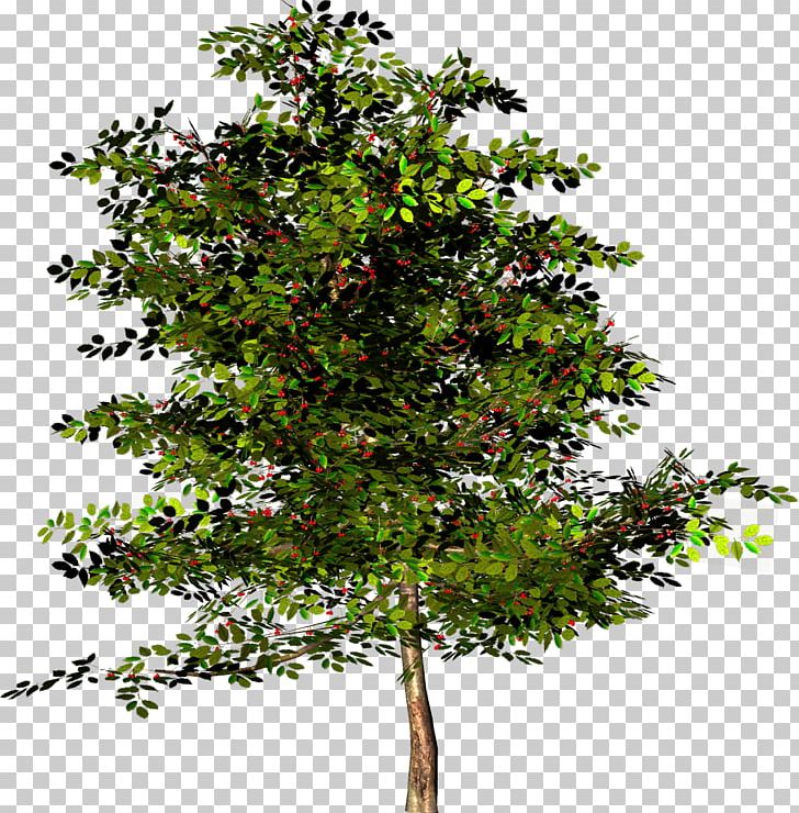 Tree English Walnut Angel Oak PNG, Clipart, Angel Oak, Arecaceae, Branch, English Walnut, Evergreen Free PNG Download