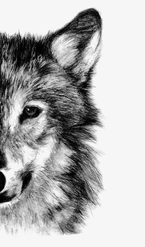 Wolf PNG, Clipart, Animal, Avatar, Gray, Gray Wolf, Painted Free PNG Download