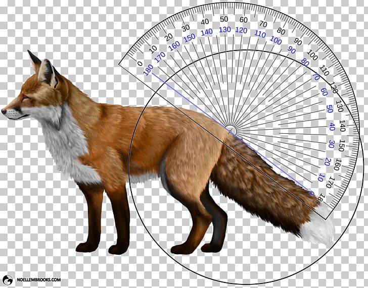 Domesticated Red Fox Dog Eastern American Red Fox PNG, Clipart, Animals, Canidae, Carnivoran, Dog, Dog Like Mammal Free PNG Download