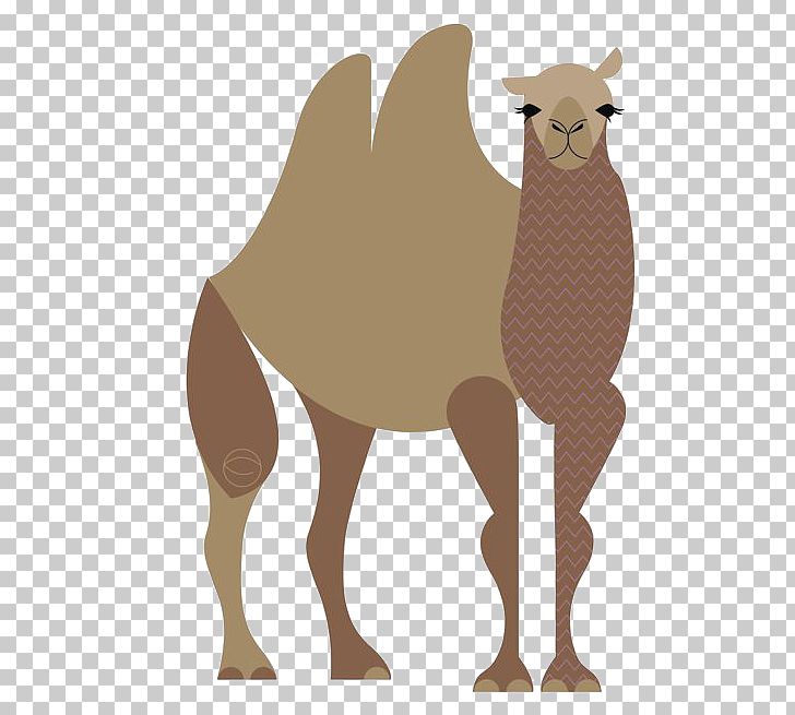 Dromedary Llama Cartoon Giraffe Illustration PNG, Clipart, Animal, Animals, Arabian Camel, Balloon Cartoon, Boy Cartoon Free PNG Download