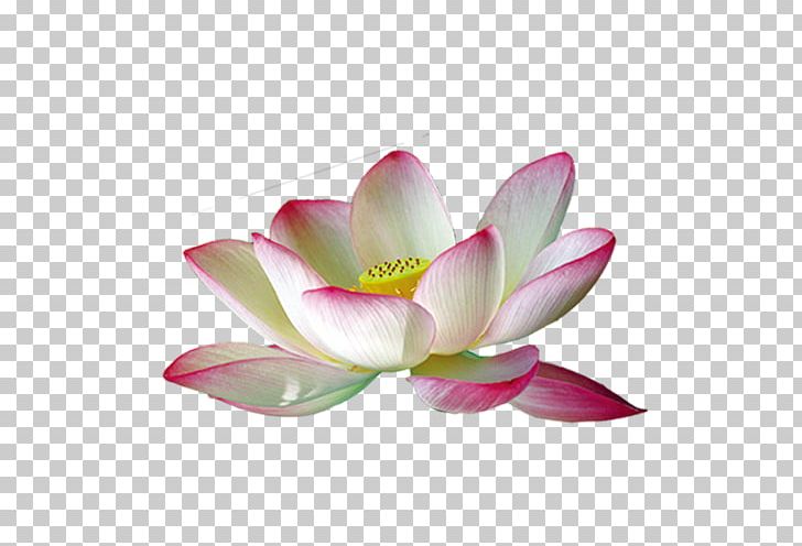Nelumbo Nucifera Pink White PNG, Clipart, Aquatic Plant, Artificial Flower, Computer Wallpaper, Download, Encapsulated Postscript Free PNG Download