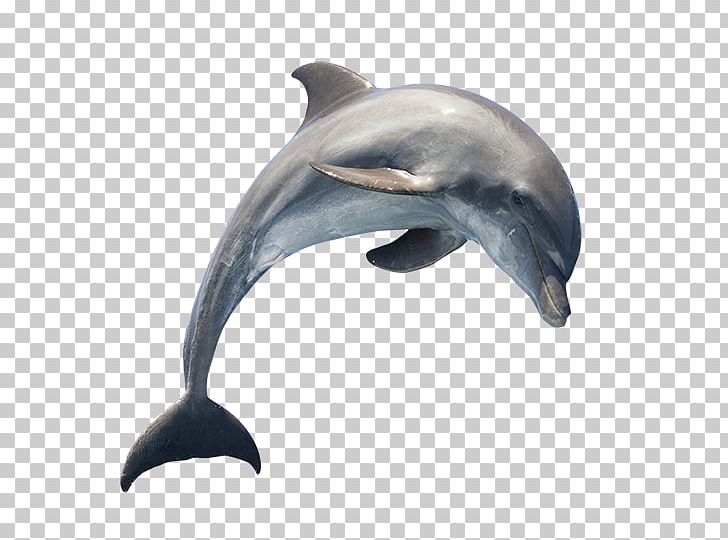 Common Bottlenose Dolphin PNG, Clipart, Animals, Bottlenose Dolphin, Cetacea, Common Bottlenose Dolphin, Dolphin Free PNG Download