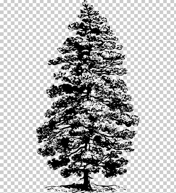 Ponderosa Pine Tree PNG, Clipart, Black And White, Botanical Illustration, Branch, Christmas Decoration, Christmas Tree Free PNG Download