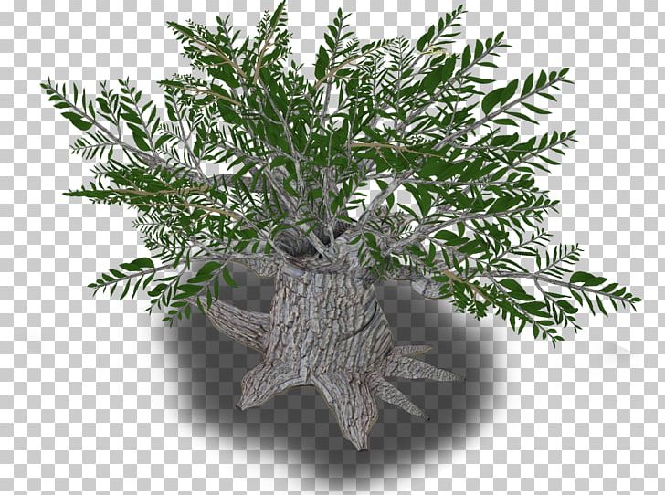 Iran Olive Tree Plant Western Asia PNG, Clipart, Branch, Country, Flowerpot, Food Drinks, Herb Free PNG Download